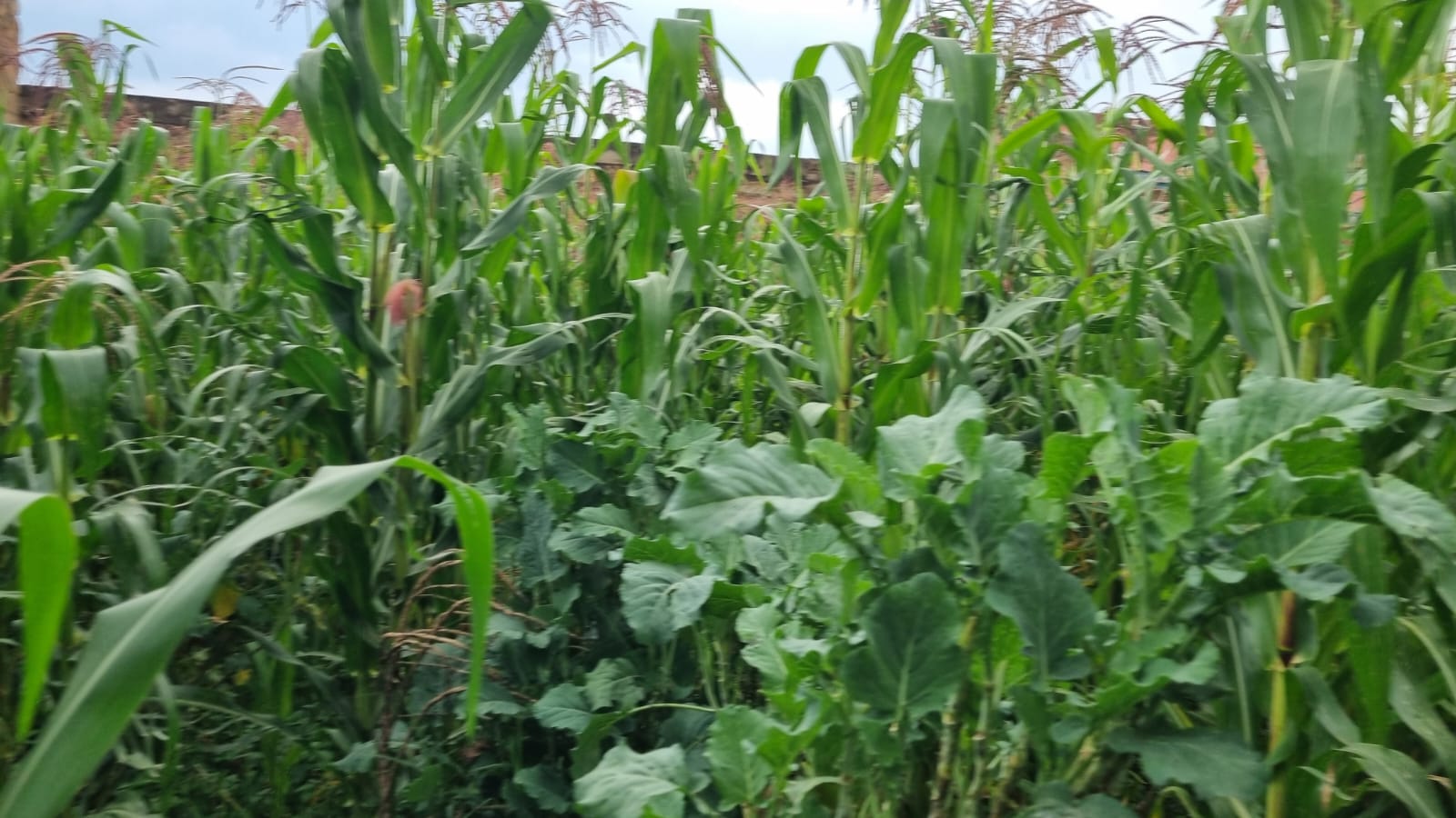 PRIME INVESTMENT OPPORTUNITY IN KAPSOYA, ELDORET