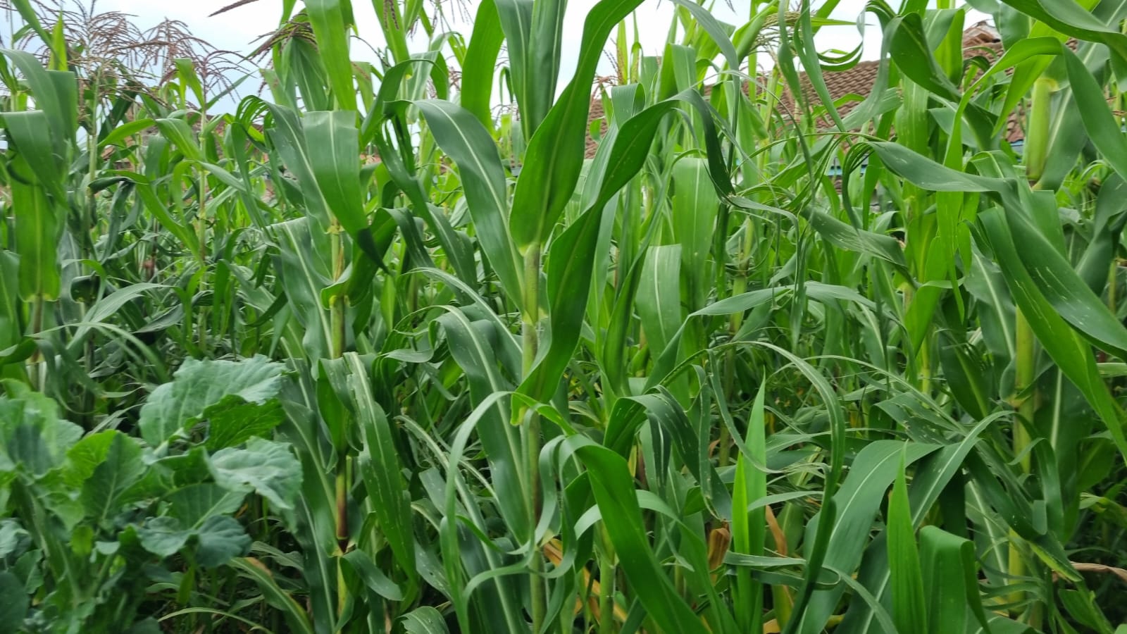 PRIME INVESTMENT OPPORTUNITY IN KAPSOYA, ELDORET