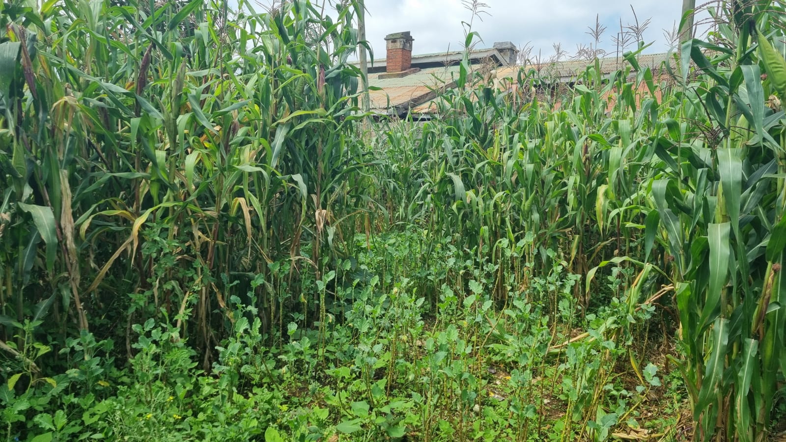 PRIME INVESTMENT OPPORTUNITY IN KAPSOYA, ELDORET