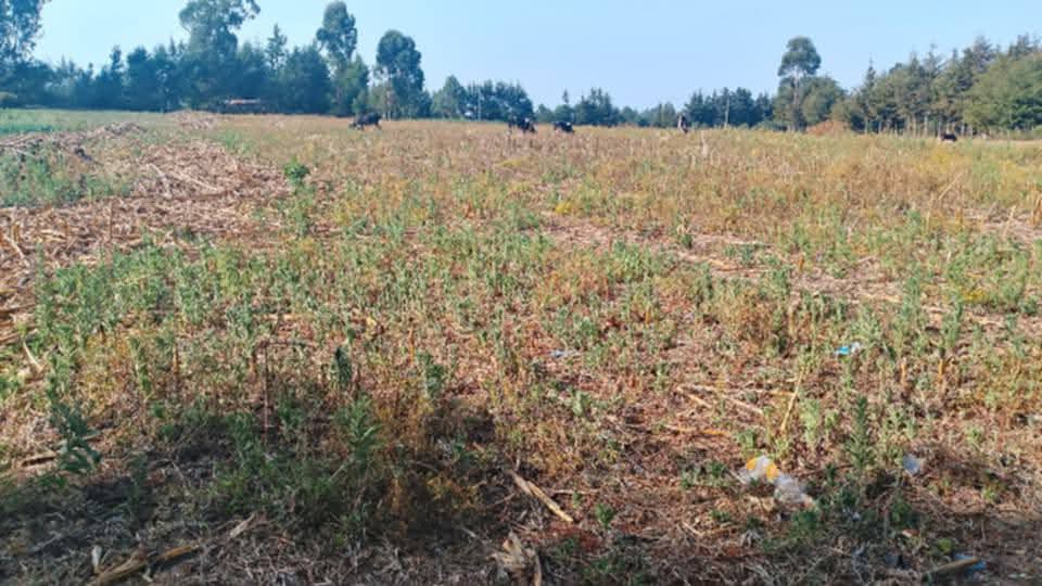 PRIME 1½ ACRES OF AGRICULTURAL LAND FOR SALE