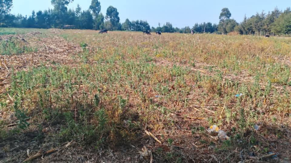 PRIME 1½ ACRES OF AGRICULTURAL LAND FOR SALE