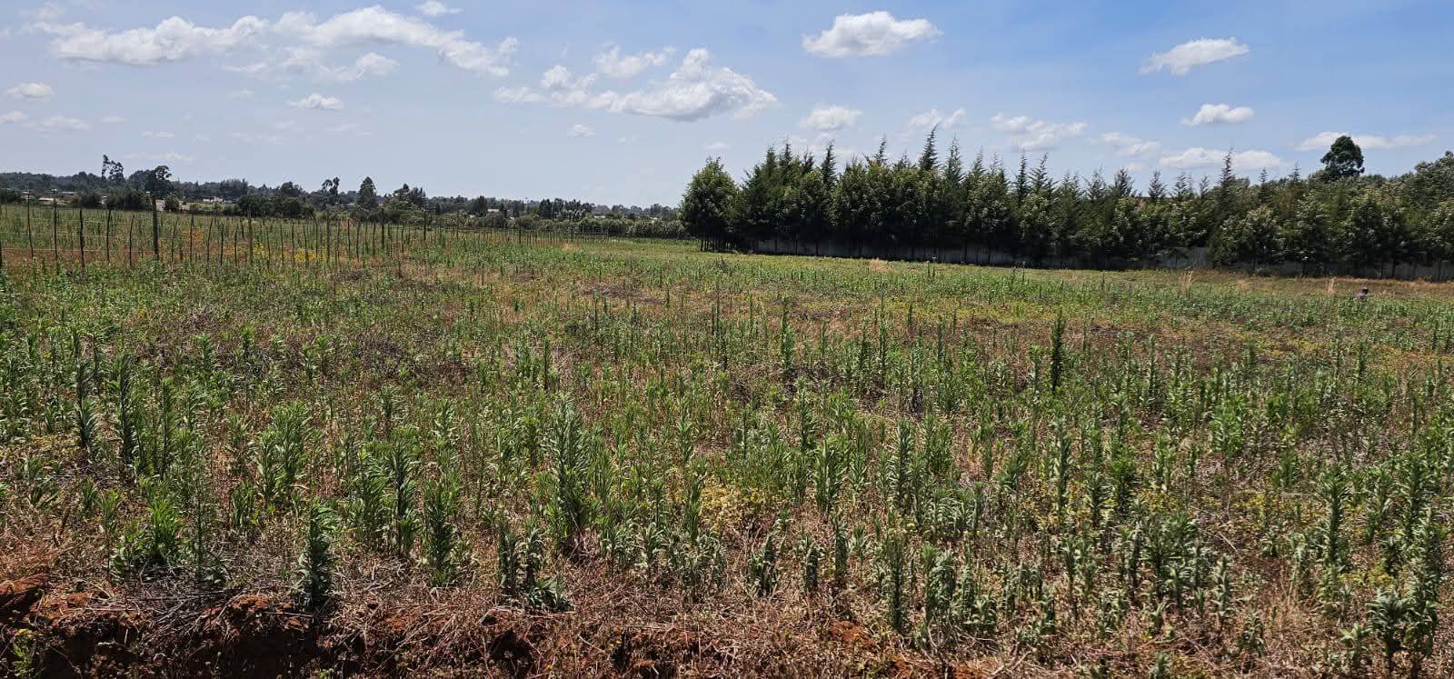 PRIME 1-ACRE INVESTMENT LAND FOR SALE – MARURA, ELDORET