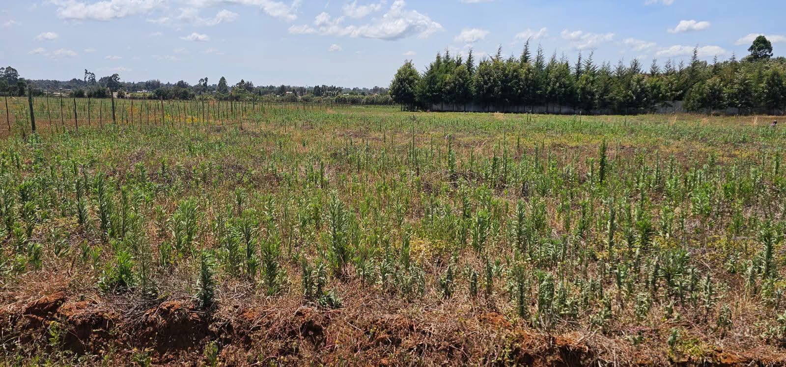 PRIME 1-ACRE INVESTMENT LAND FOR SALE – MARURA, ELDORET