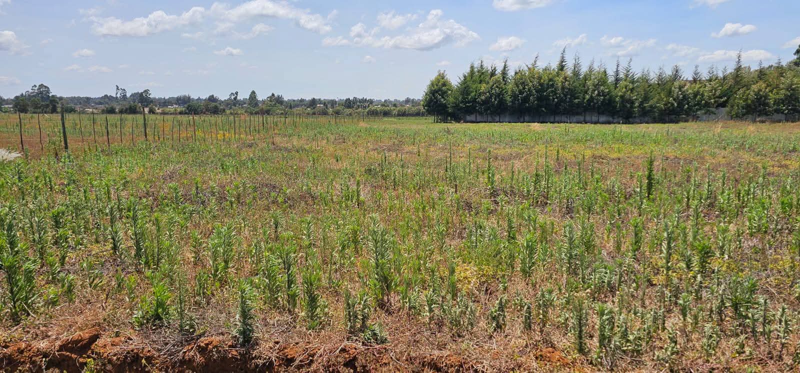 PRIME 1-ACRE INVESTMENT LAND FOR SALE – MARURA, ELDORET