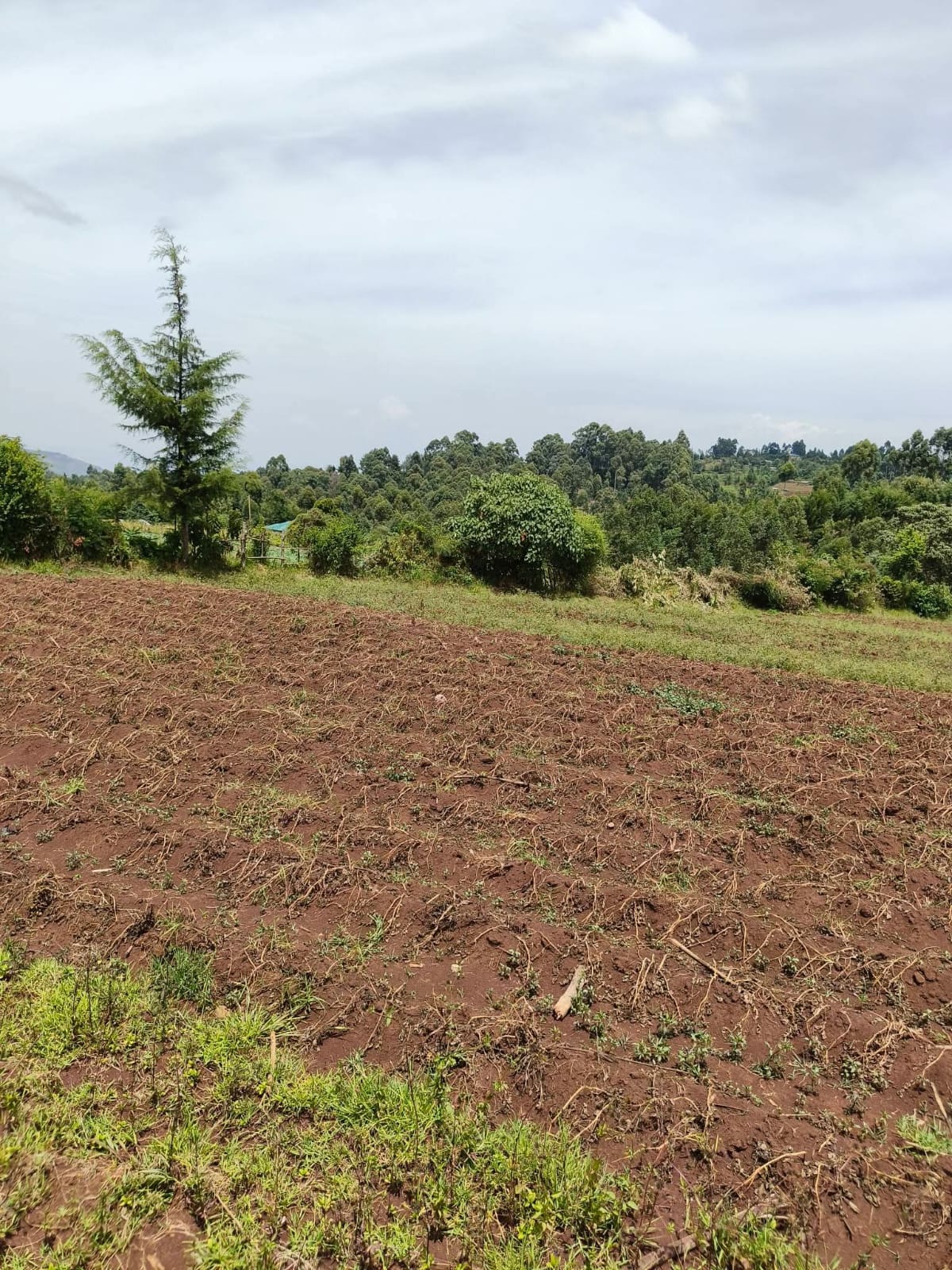 KIPCHIMCHIM, AINAMOI – KERICHO COUNTY
