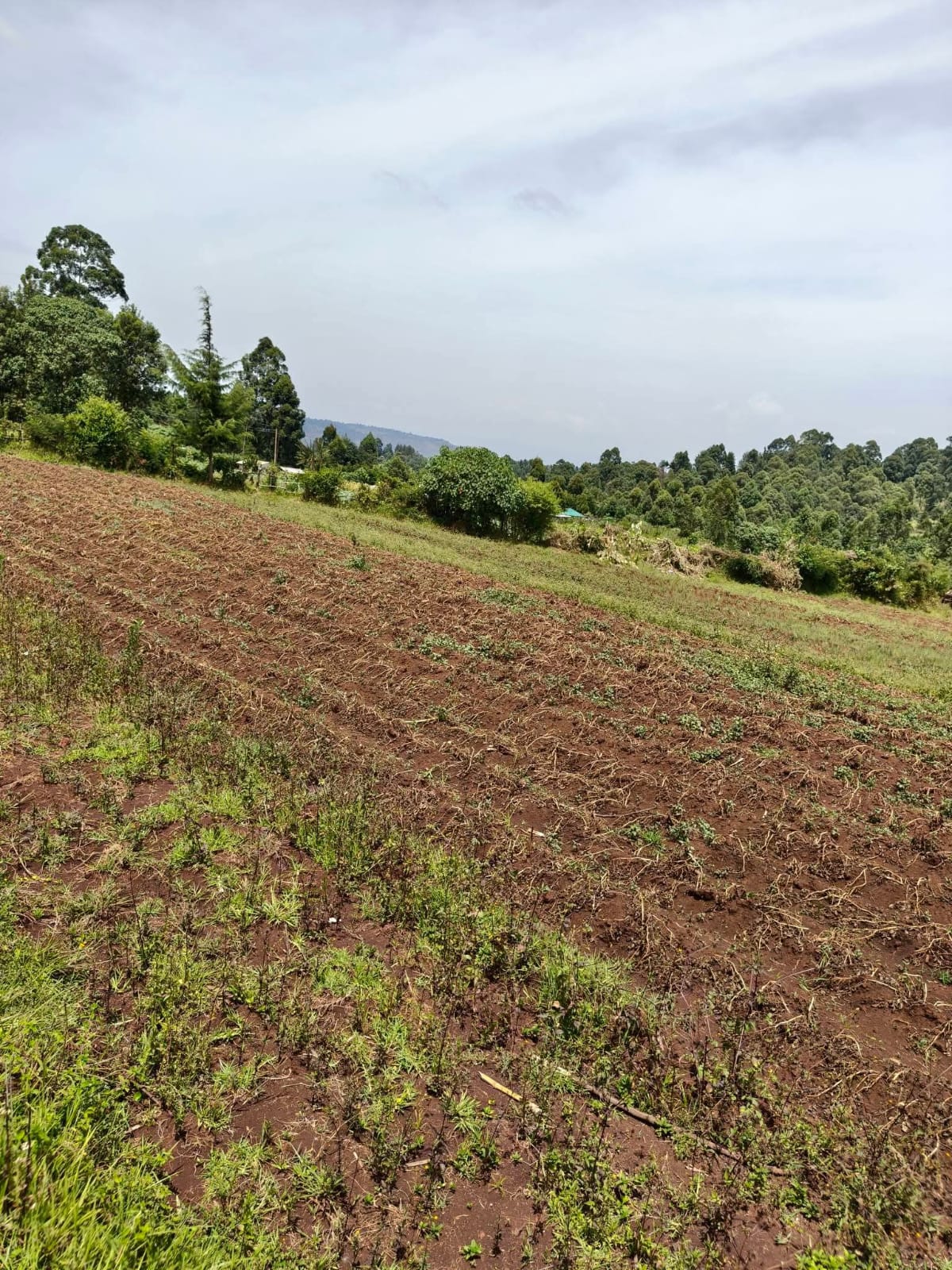 KIPCHIMCHIM, AINAMOI – KERICHO COUNTY
