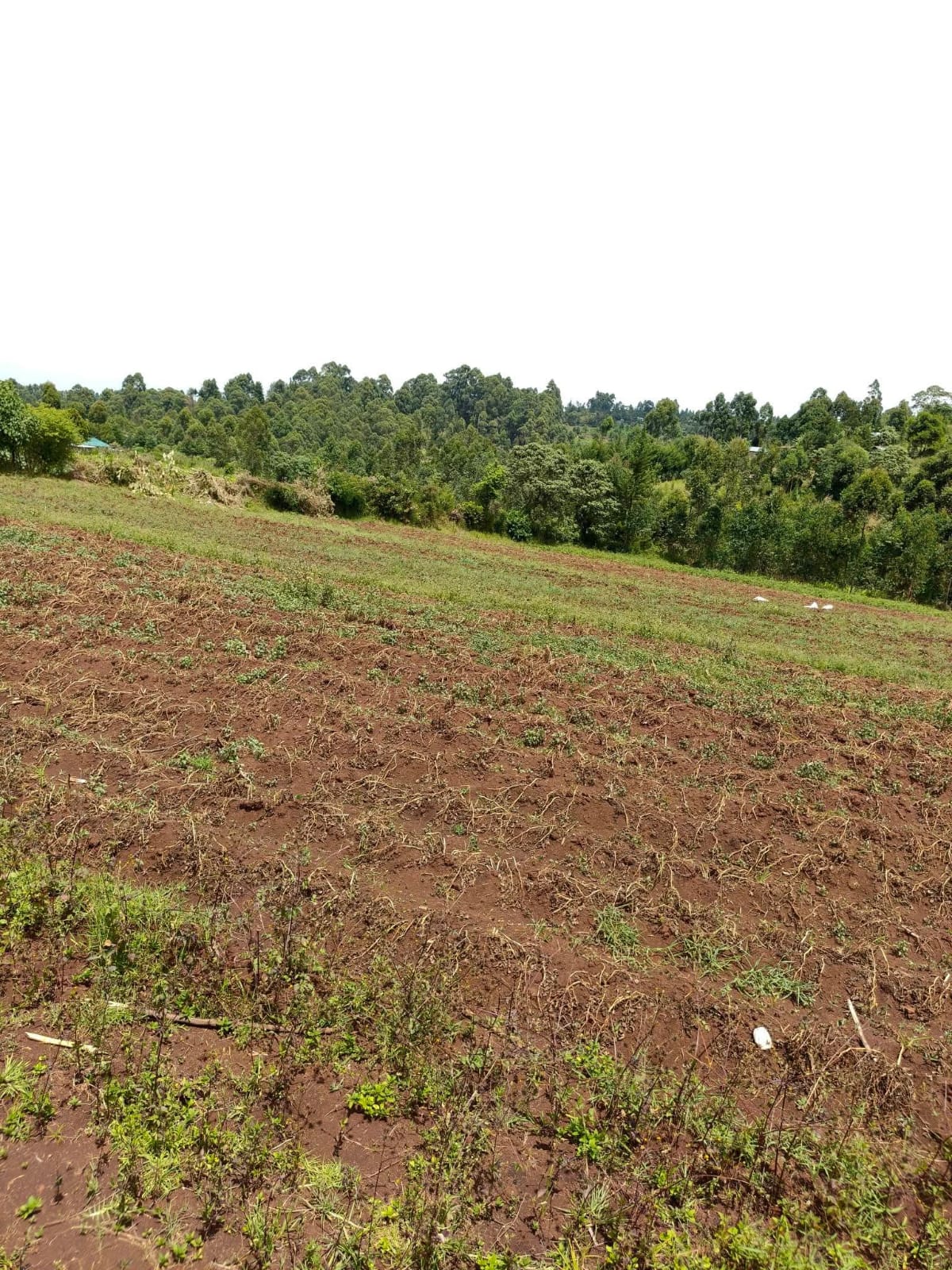 KIPCHIMCHIM, AINAMOI – KERICHO COUNTY