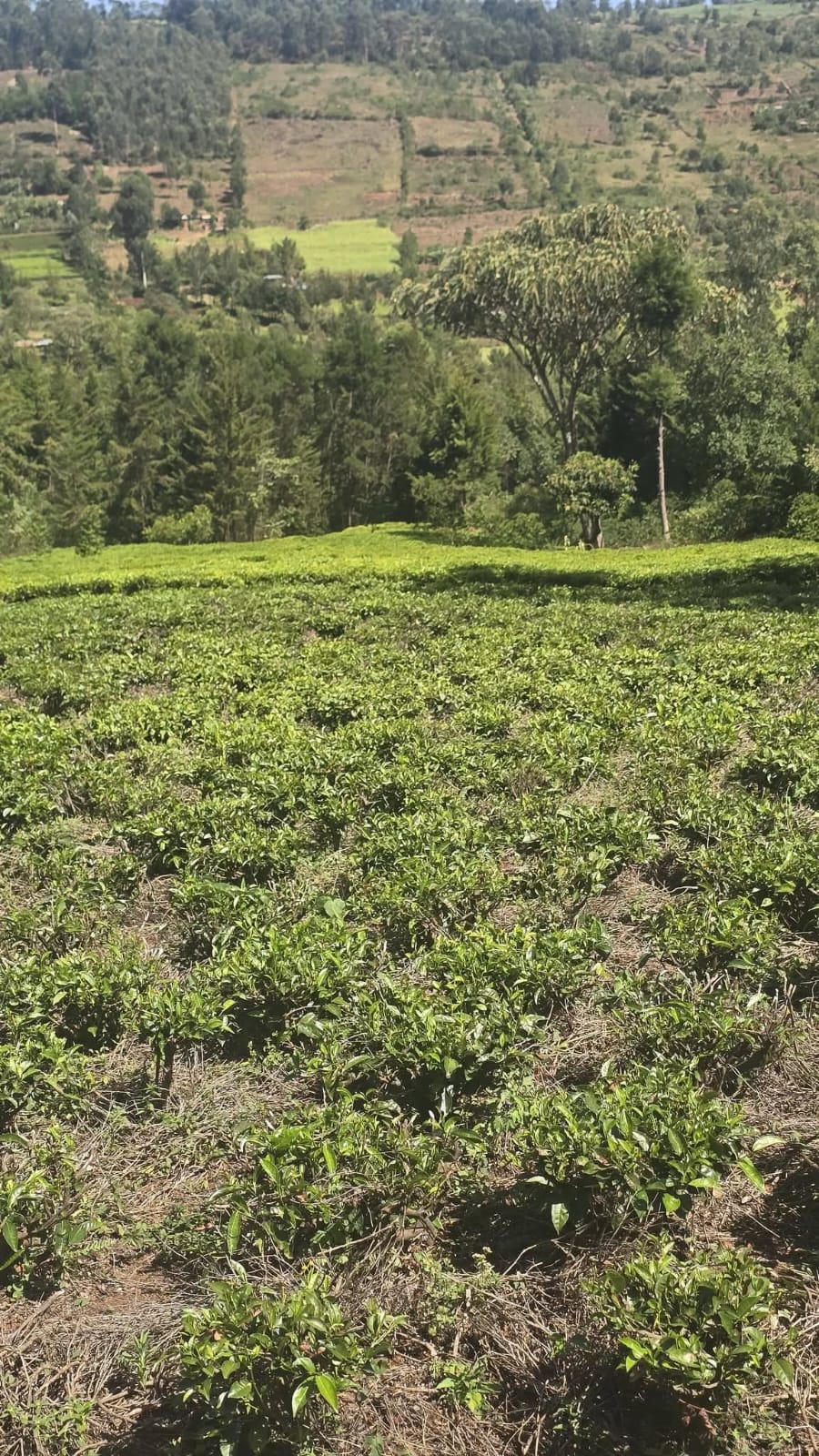 PRIME RESIDENTIAL & AGRICULTURAL LAND FOR SALE – KAPSOIT, AINAMOI