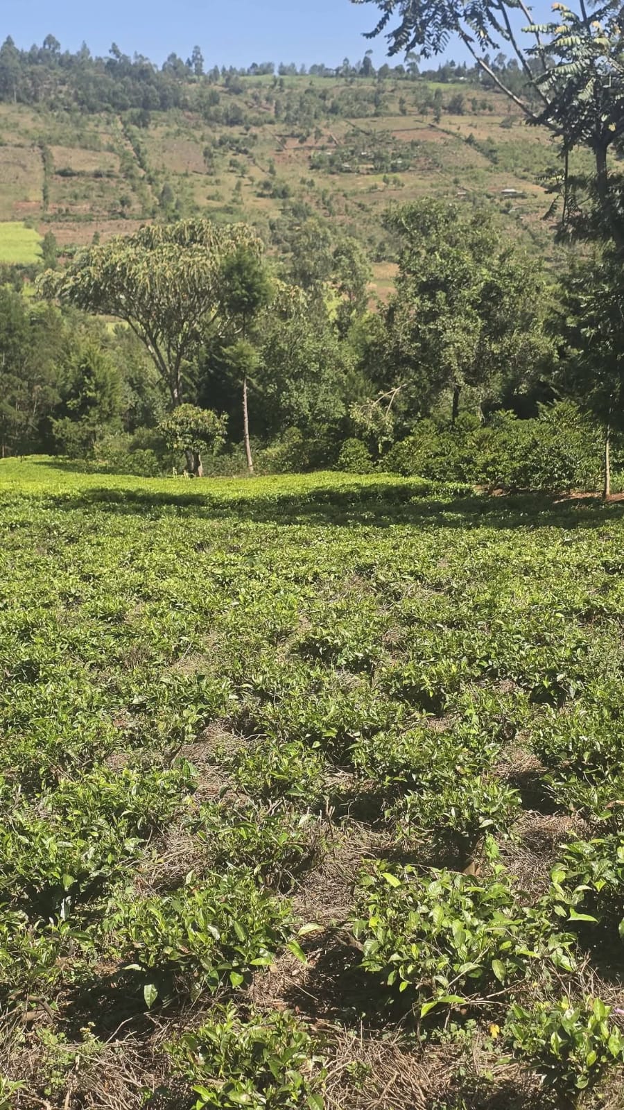 PRIME RESIDENTIAL & AGRICULTURAL LAND FOR SALE – KAPSOIT, AINAMOI