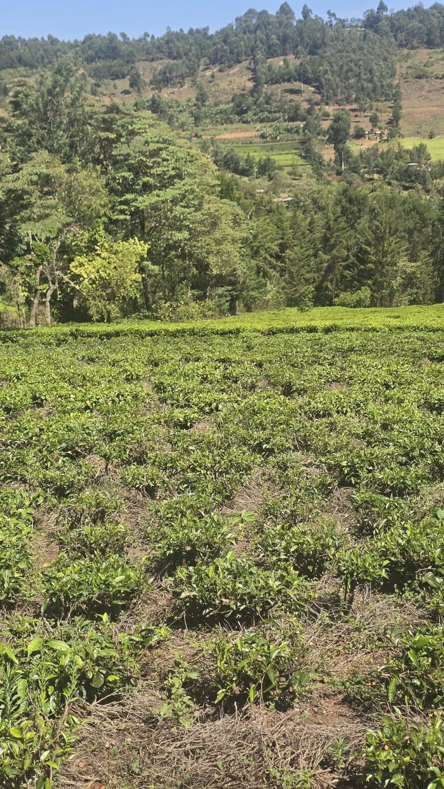 PRIME RESIDENTIAL & AGRICULTURAL LAND FOR SALE – KAPSOIT, AINAMOI