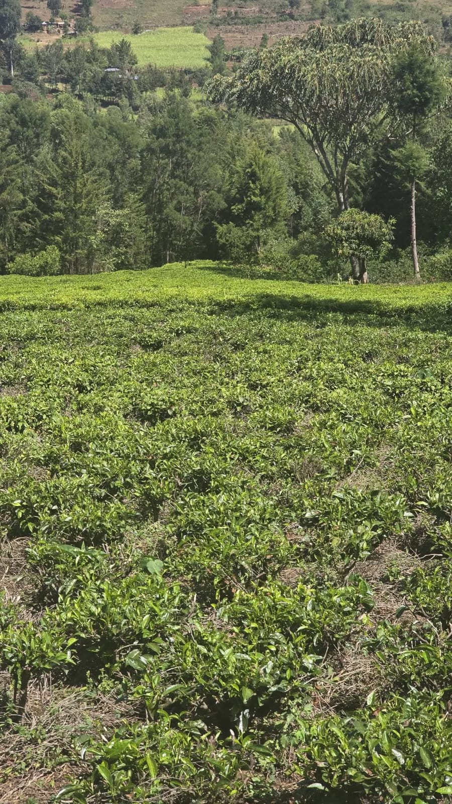 PRIME RESIDENTIAL & AGRICULTURAL LAND FOR SALE – KAPSOIT, AINAMOI