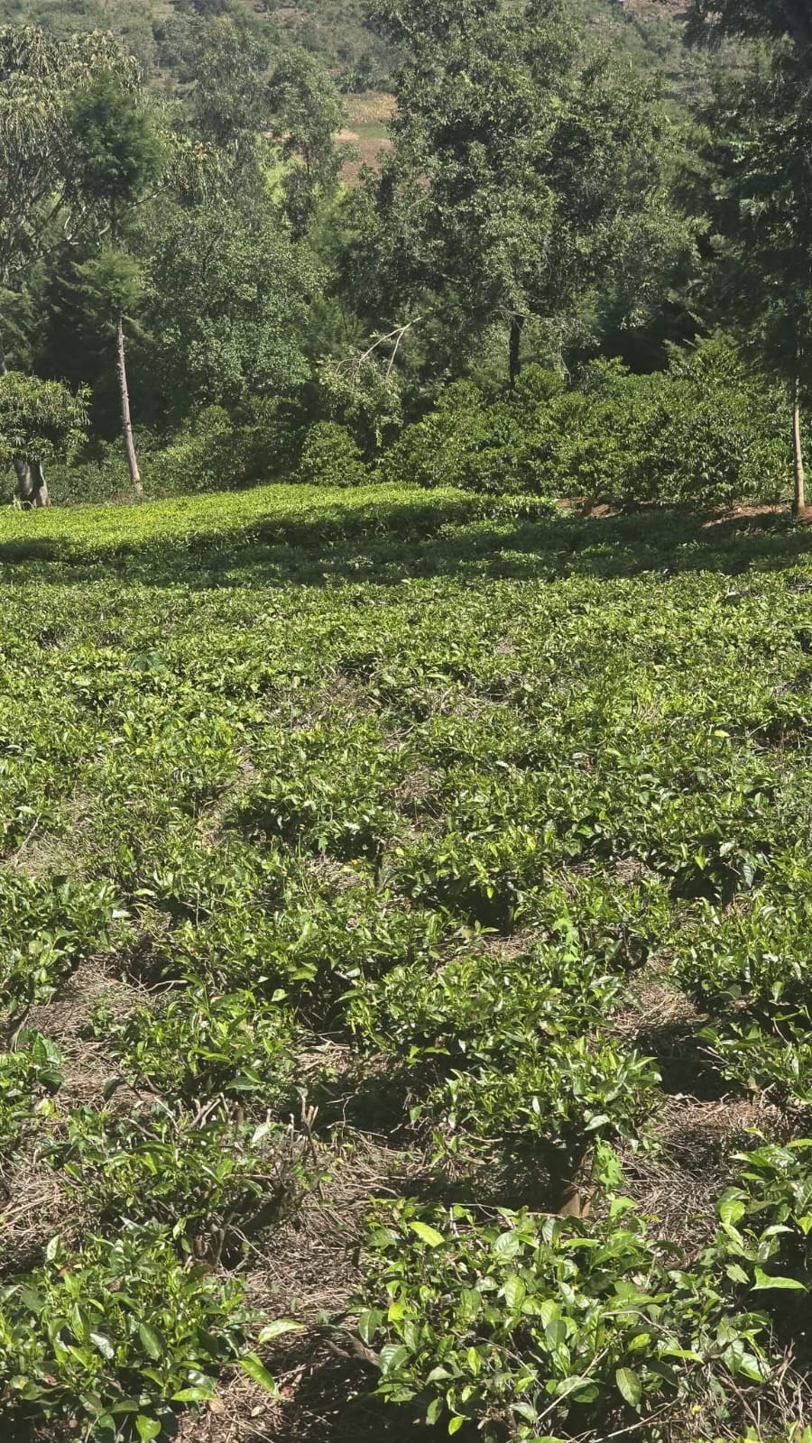 PRIME RESIDENTIAL & AGRICULTURAL LAND FOR SALE – KAPSOIT, AINAMOI