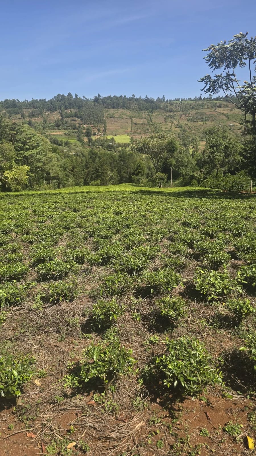 PRIME RESIDENTIAL & AGRICULTURAL LAND FOR SALE – KAPSOIT, AINAMOI