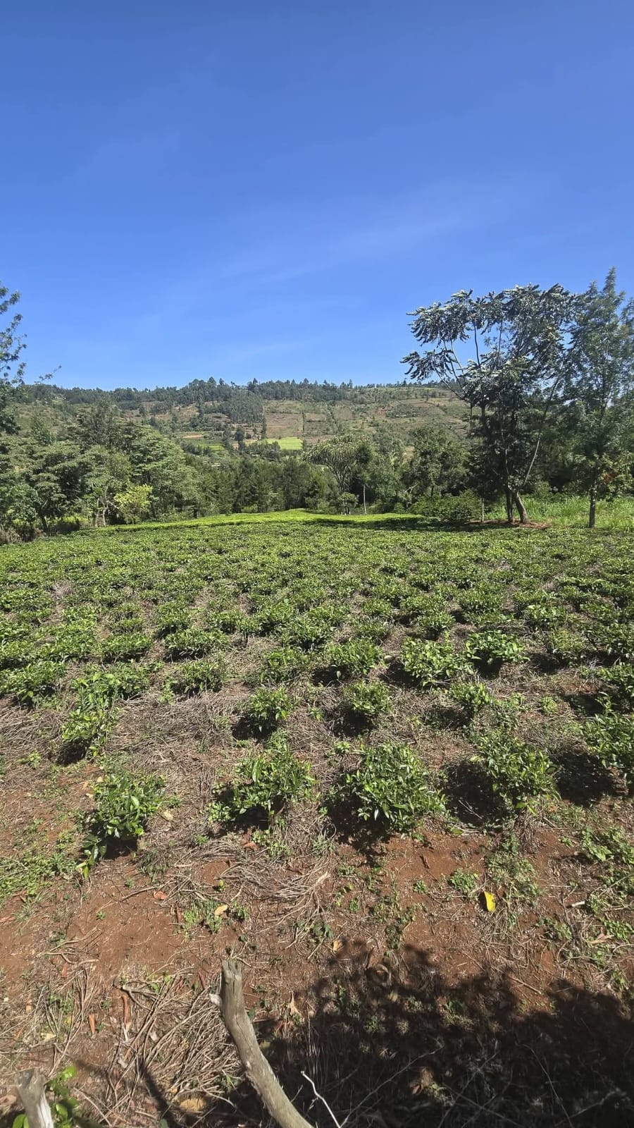 PRIME RESIDENTIAL & AGRICULTURAL LAND FOR SALE – KAPSOIT, AINAMOI