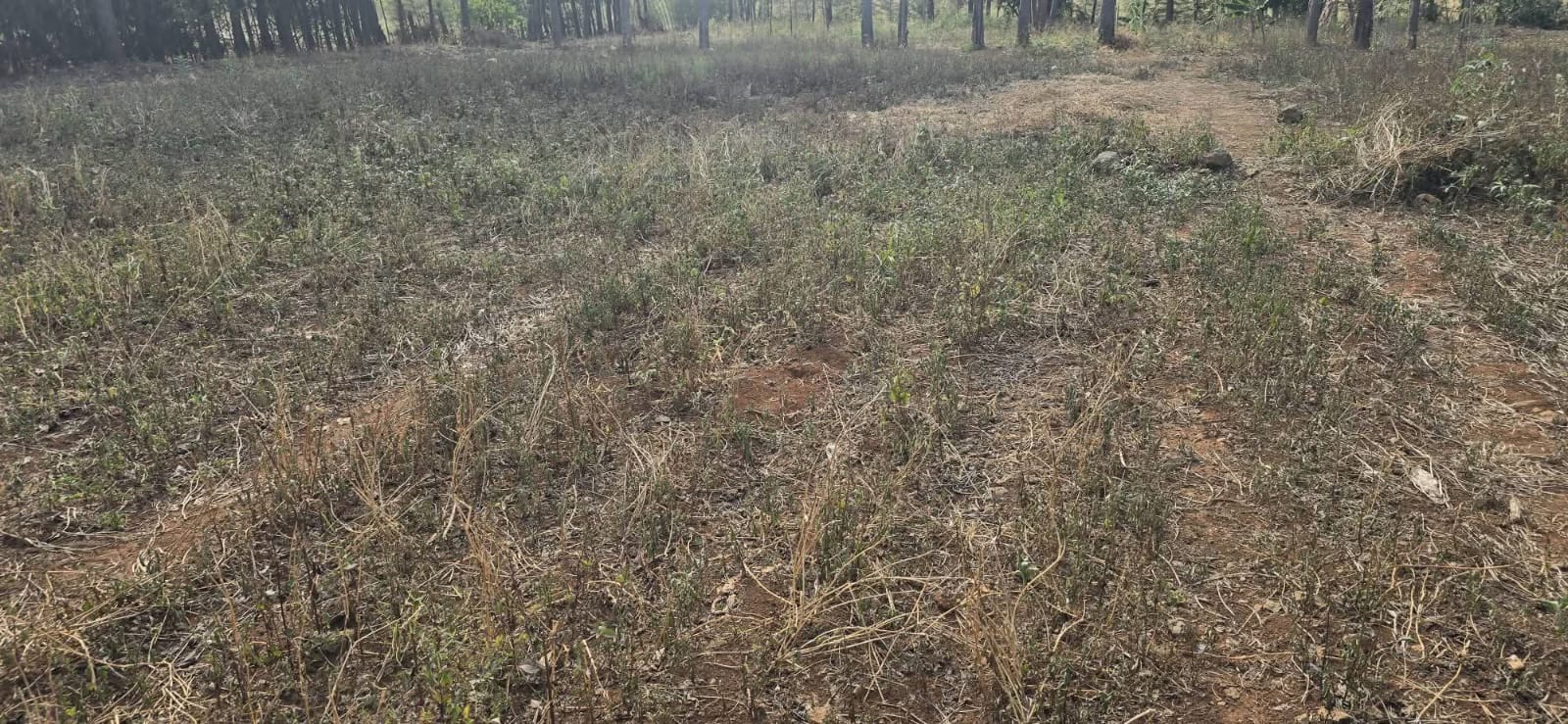 PRIME ½ ACRE PLOT FOR SALE – UPPER ELGON VIEW, ELDORET
