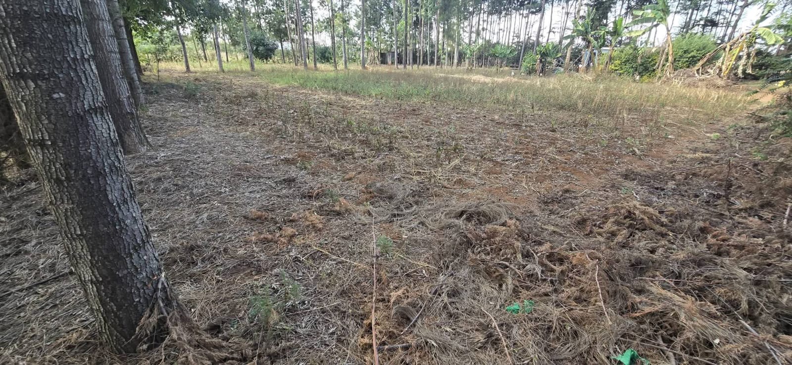 PRIME ½ ACRE PLOT FOR SALE – UPPER ELGON VIEW, ELDORET