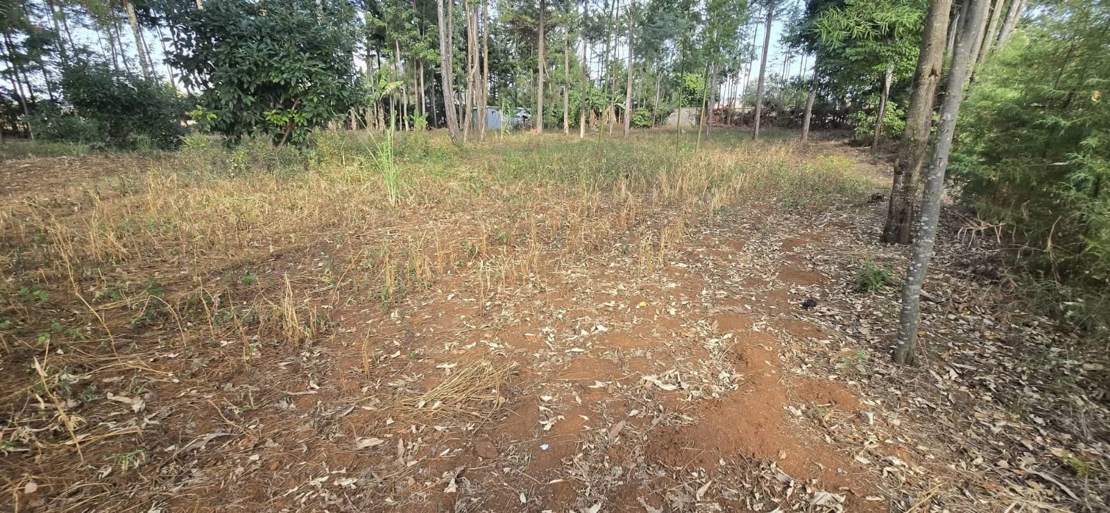 ½ ACRE RESIDENTIAL PLOT FOR SALE – CHEBARUS, KIMUMU