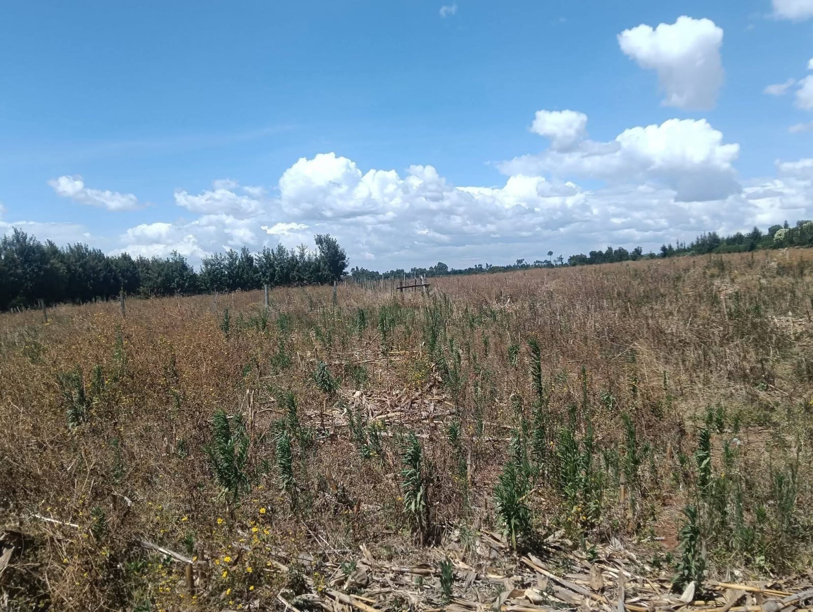 PRIME 10 ACRES AGRICULTURAL LAND FOR SALE – TUGEN ESTATE, MOIBEN
