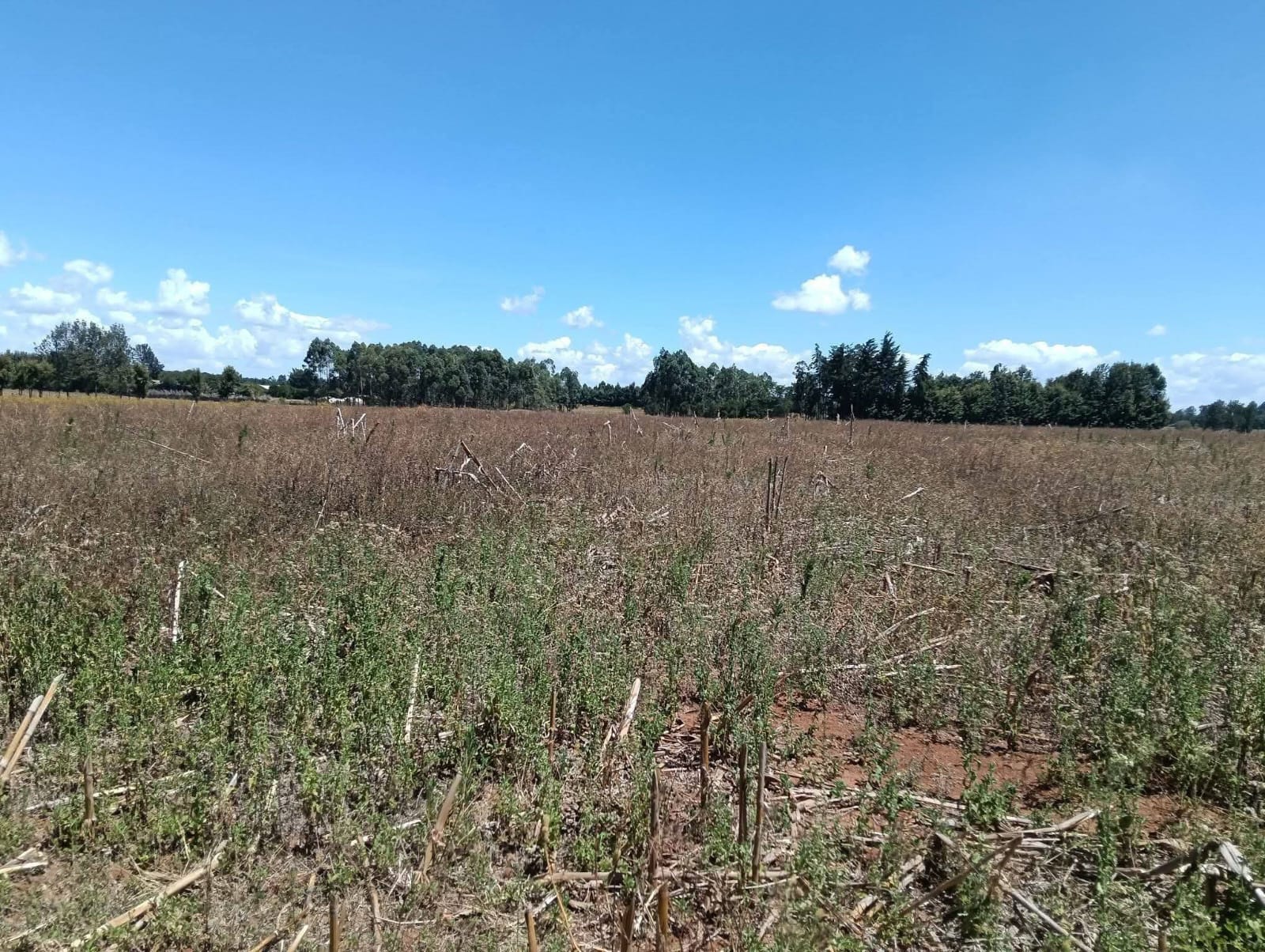 PRIME 10 ACRES AGRICULTURAL LAND FOR SALE – TUGEN ESTATE, MOIBEN