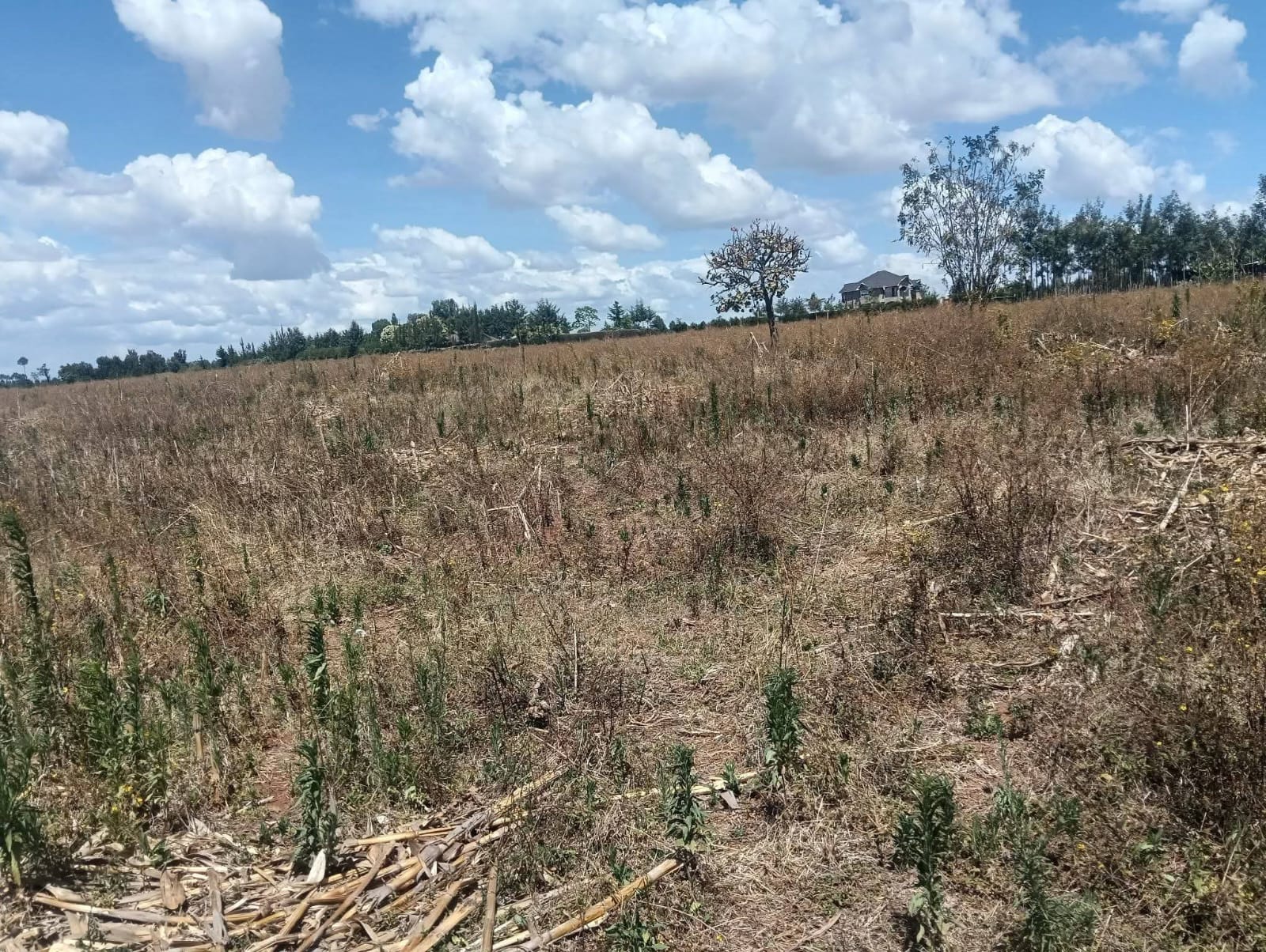 PRIME 10 ACRES AGRICULTURAL LAND FOR SALE – TUGEN ESTATE, MOIBEN