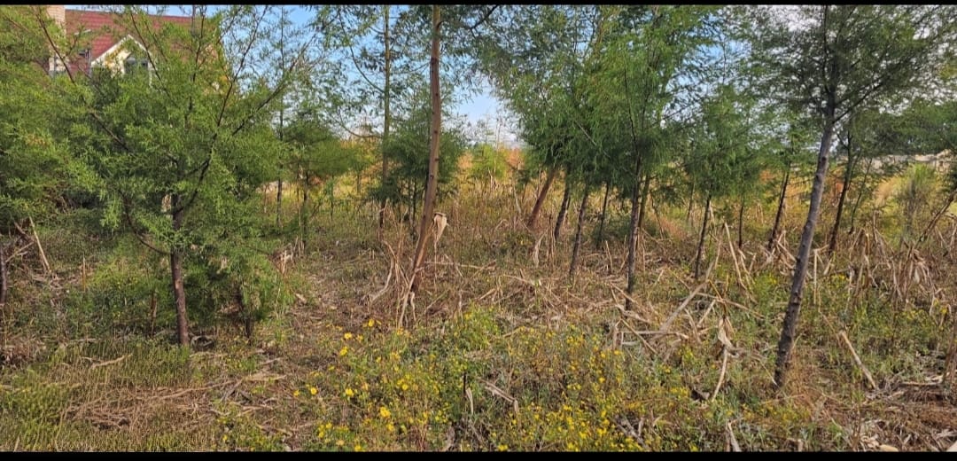 PRIME ¼ ACRE PLOT FOR SALE – KIPLOMBE, KIBULGENY (ELDORET)