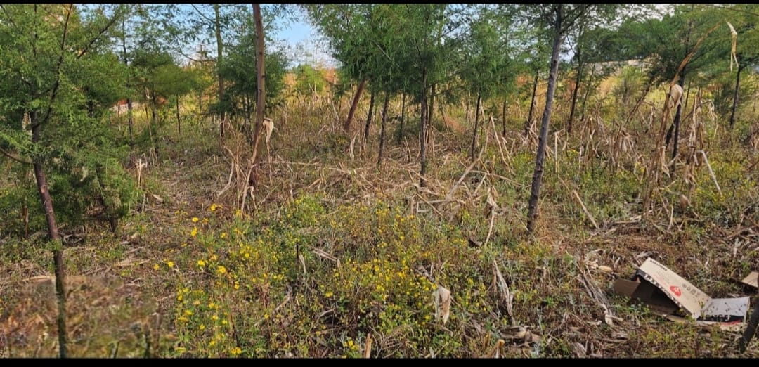 PRIME ¼ ACRE PLOT FOR SALE – KIPLOMBE, KIBULGENY (ELDORET)