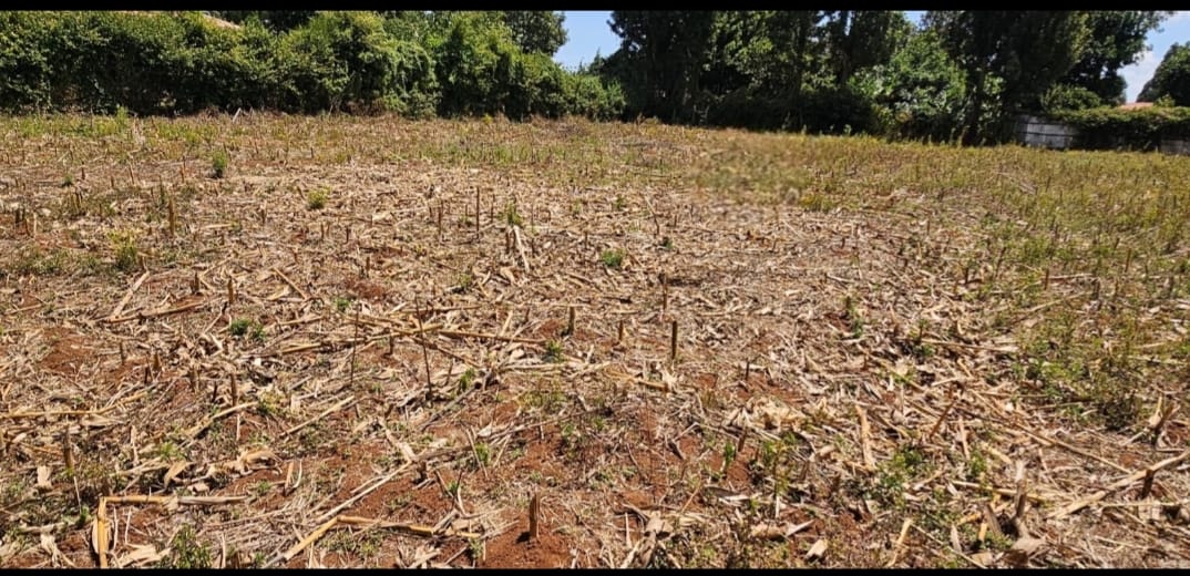 PRIME ¼ ACRE PLOT FOR SALE – KAPSOYA, ELDORET