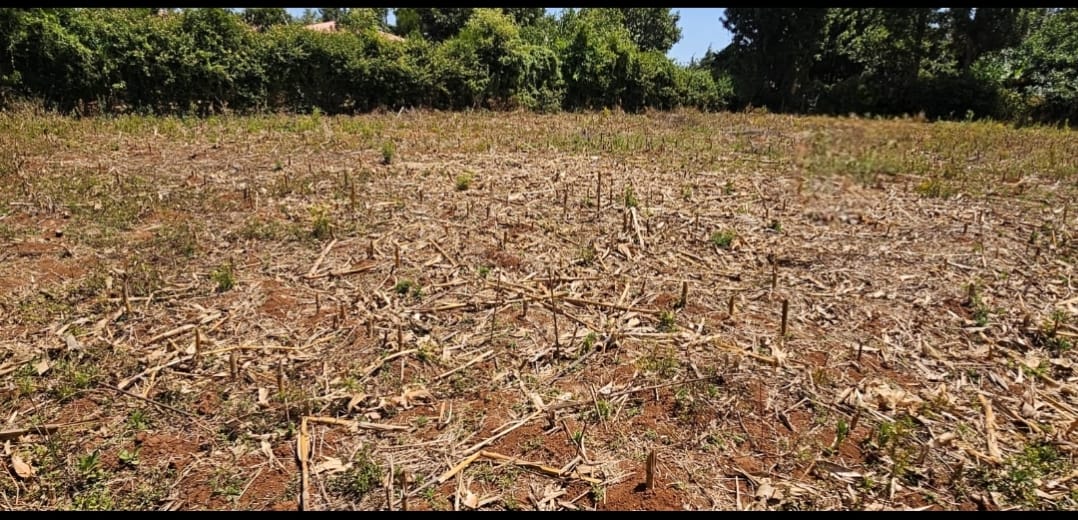 PRIME ¼ ACRE PLOT FOR SALE – KAPSOYA, ELDORET