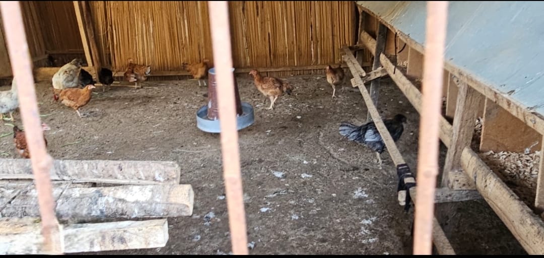 3-Bedroom Home with SQ, Dairy Shed & Poultry House for Sale – Chepkoilel, Eldoret